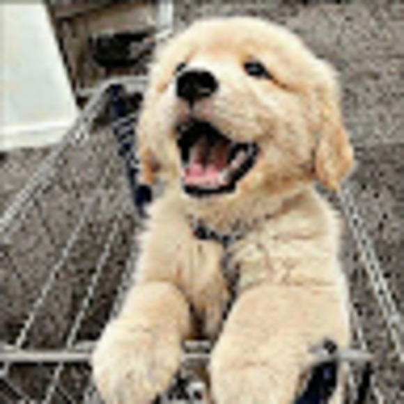 Meet your Posher, Lily - Picture 1 of 1